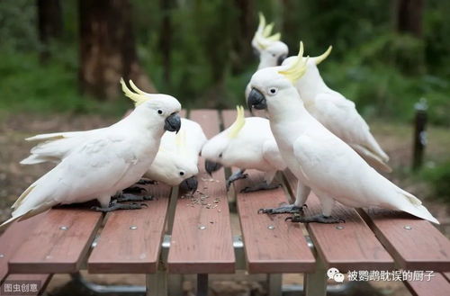 世界上最漂亮的5种凤头鹦鹉,玄凤鹦鹉第5名,第1名没人能想到