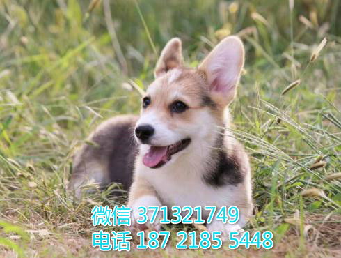 青岛宠物柯基犬幼犬出售 青岛狗场在哪里 特价宠物