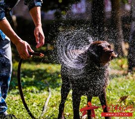 空军军犬飞跃穿火圈 巧救被捆绑战士