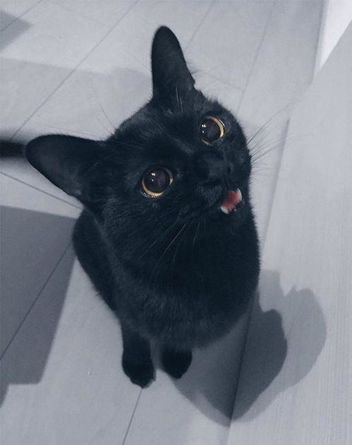 黑猫 我只是一只普通的猫咪呀