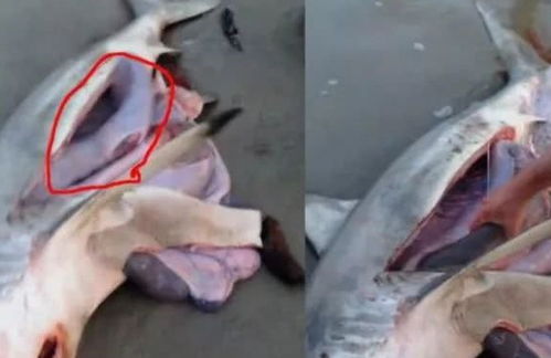 男子打量死亡大鲨鱼时,发现肚子传来响动,大胆剖开后,难以想象