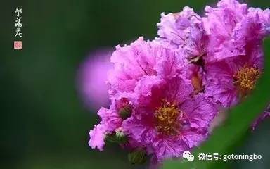 认识桃花樱花茶花不算什么,认识这四十多种才算牛