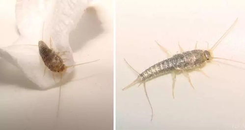 do silverfish bite,Do Silverfish Bite?