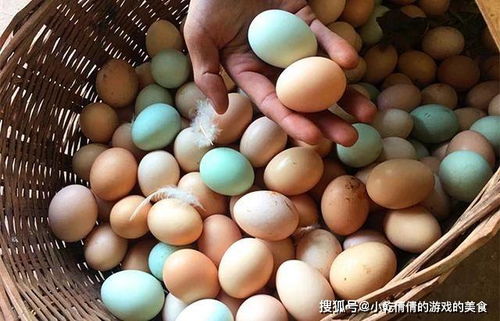 绿壳鸡蛋和土鸡蛋有什么区别,营养更好吗 很多人不知道,涨知识
