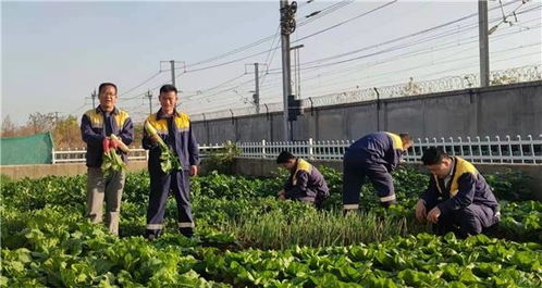 小菜园 发挥 大作用