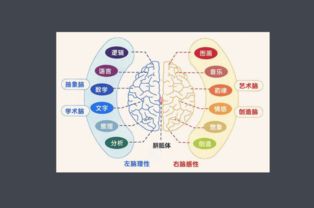 左脑比较发达的人都有那些特点 