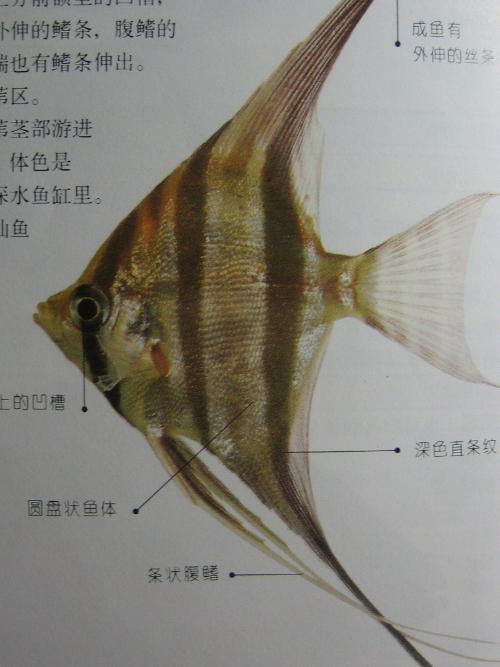 七彩神仙鱼公母区分图图片