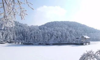 节气 红梅迟见开,大雪也应来 