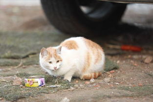 好心喂养楼下的流浪猫,却导致小猫乱跑出现意外,女孩快要哭了 