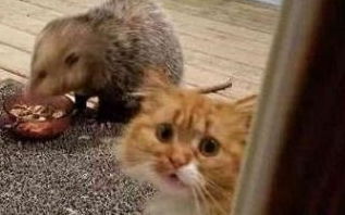 老鼠抢走了小橘猫的猫粮,气的橘猫找主人哭诉,主人一看笑翻了