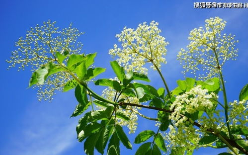 下个星期,缘分与桃花主动出击,真爱随之来临的四大生肖