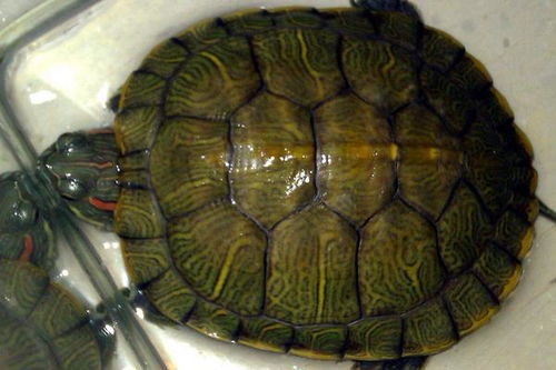 乌龟养殖池塘管理方法