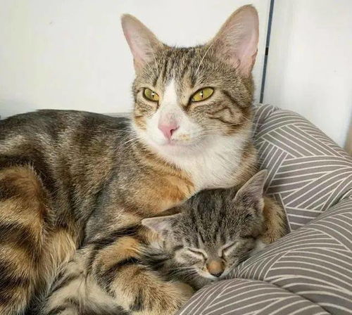 猫妈妈被人带回家后生下七只小猫,小伙万般无奈,一捡就是八只猫