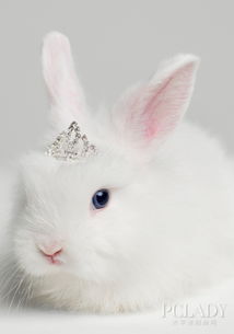 宠物兔怎么养,宠物兔品种,宠物兔的习性 太平洋时尚网专区 
