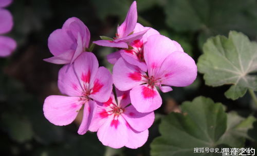 粉色紫罗兰花语,粉色紫罗兰的花语是