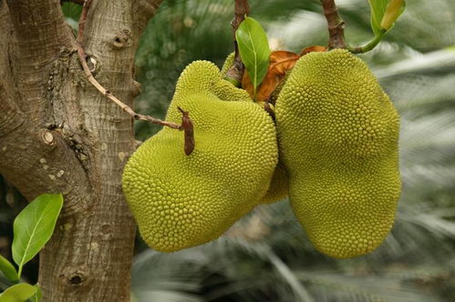 菠萝蜜籽能吃吗菠萝蜜的核可以直接吃吗,菠萝蜜的核怎么吃？