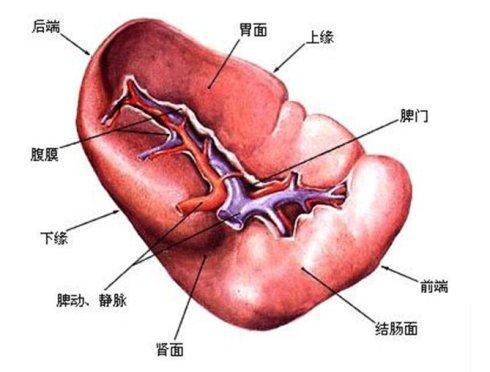 脾脏的主要功能是什么 