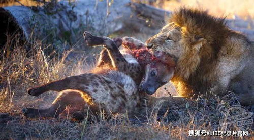野生动物纪录片 永世仇敌 狮子与鬣狗 全1集