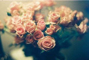17朵玫瑰花的花语,17朵玫瑰花的神秘寓意：让爱情永恒如初