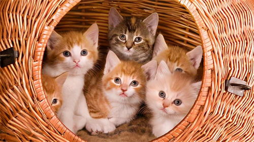 以下6种 症状 的猫咪,不管价格多便宜坚决不要购买