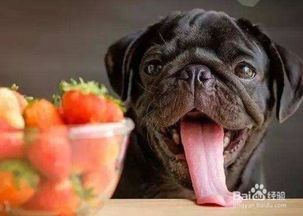 狗狗可以吃水果吗 狗狗可以吃哪些水果 