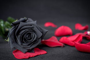 黑色玫瑰花语,一朵黑玫瑰永生花的寓意？