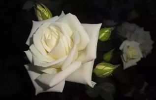 6714604363edb24c? - 白色的玫瑰代表什么含义,“白色玫瑰代表什么含义？”：永恒的爱与纯洁无暇的情感