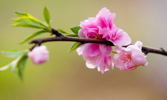 胡婆婆八字算命 今年桃花运旺的八字 