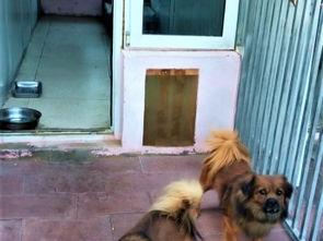 图 新镇宠物寄养猫猫狗狗宠物托管大型犬寄养小型犬寄养 北京宠物服务 