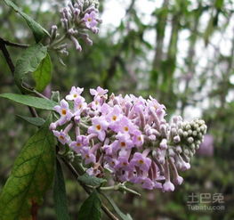 密蒙花价格