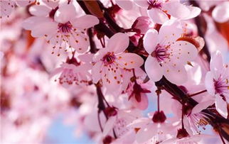 樱花的花语代表着什么,樱花花语是什么？
