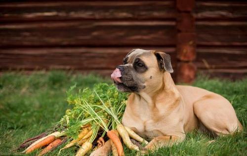 狗狗可以长期吃胡萝卜吗 煮熟的好还是生的好