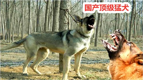 被日军抛弃的德国牧羊犬与土狼犬搭配后,成为战斗力强悍的狼青犬 