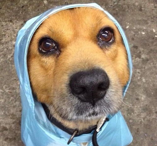 雨天狗狗只能躲在家里 做到这几点,下雨照样带着狗狗出去玩