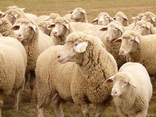 79年属羊的贵人是谁呀,79年属羊的贵人是谁呀？