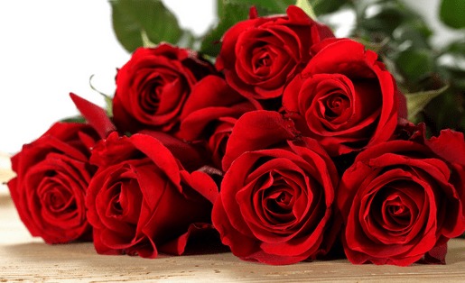 卡罗拉玫瑰的花语,探秘卡罗拉玫瑰：花语背后的神秘与浪漫