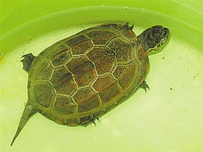 小乌龟,一般几月开始冬眠 