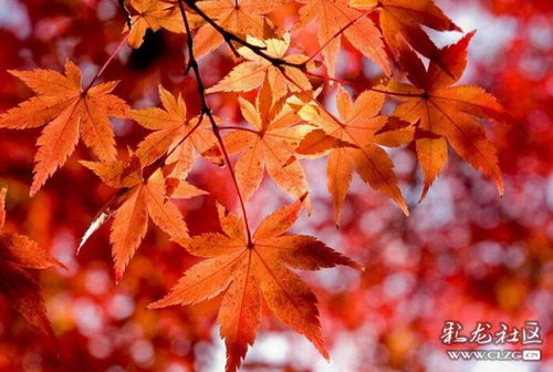 秋天红枫叶,枫叶为什么在秋天是红色的？