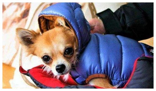 你知道什么狗最怕冷吗 想要安然过冬的话,到底该怎么做才好