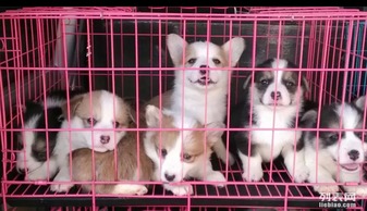 南京哪里有免费领养宠物狗自家大狗生的一窝5只柯基宝宝赠送