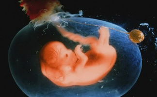 怀孕两个月胎儿有多大，怀孕2个月胎儿有多大