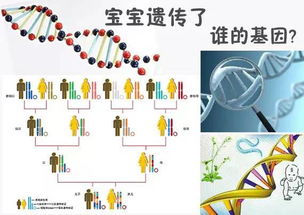 夫妻谁的基因决定了孩子智商和相貌 太准了 