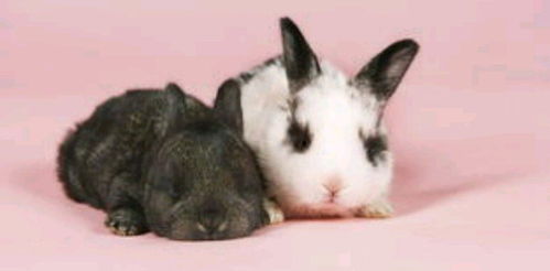还记得甜馨的宠物兔子吗 宠物兔都有什么种类