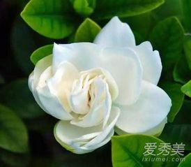 栀子花香味有毒吗?,栀子花香味有毒