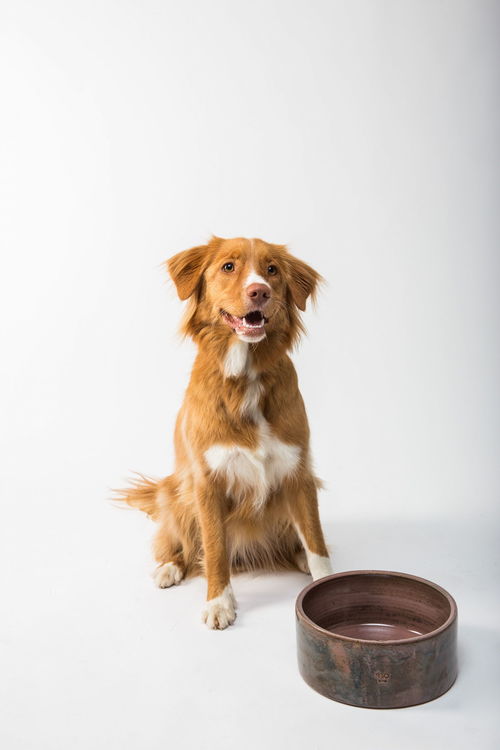 巴辛吉犬宠物图