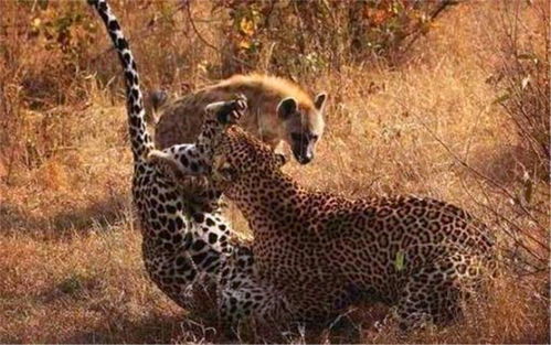 鬣狗冷眼旁观两只花豹争斗,最后趁机咬死受伤花豹,直接分食