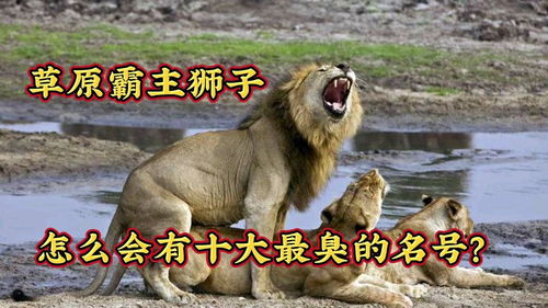 动物世界,非洲草原霸主狮子,怎么会成为十大最臭的动物之一 