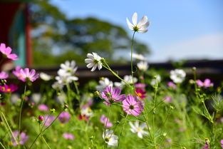 白莲寺求什么，白莲寺求什么灵验