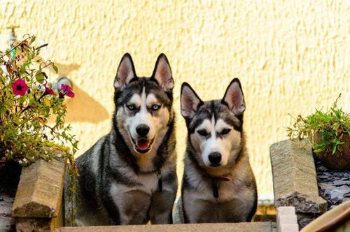 义乌多部门开展5个月犬类集中整治 严重违规者3年内不准养狗