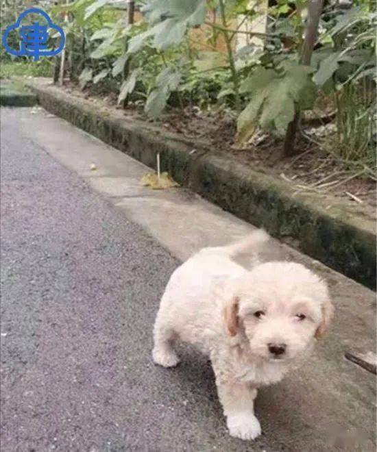 杭州患狂犬病女孩抢救两月后过世,病源犬经确认无病毒